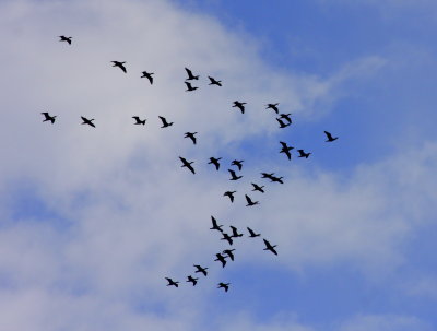 Double-crested Cormorant migrate over Ames Pond Stoughton