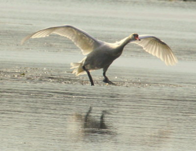 Mute Swan Landing 03 at Ames Pond