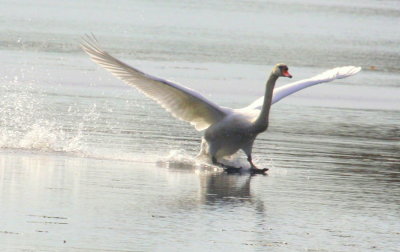 Mute Swan Landing 04 at Ames Pond