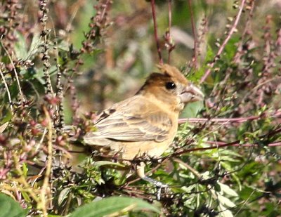 Blue Grosbeak 01 Nahant Heritage Trail