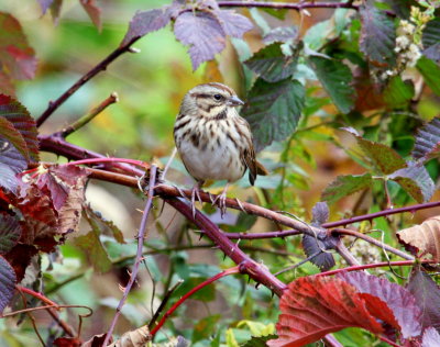 Song Sparrow 01 Siders Pond Falmouth