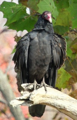 Turkey Vulture 07 Middleboro, Ma roadside