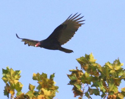Turkey Vulture 03 Middleboro
