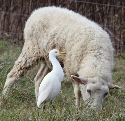 Cattle Egret with Sheep Peterson Farm Falmouth