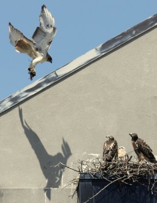 Feeding time at Red-tailed Hawk nest  on Freshpond building ledge Cambridge