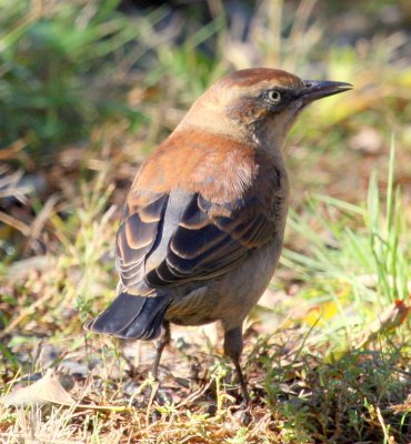 Rusty Blackbird07 Nahant Heritage Trail