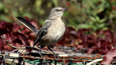 Northern Mockingbird 01 Nahant Heritage Trail