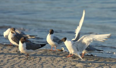 One footed Laughing Gull squawks at Boneparte Gull Nahant Beach