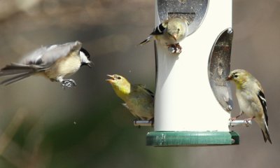 Black Capped Chickadee and Amer Goldfinches at Stoughton feeder