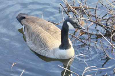 Canada Goose Charles River 01 Waltham
