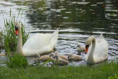 Mute Swans 03 Pinewood Pond Stoughton