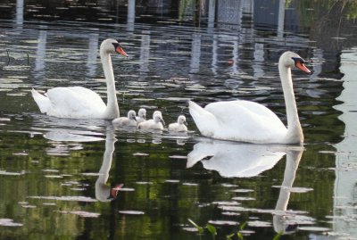 Mute Swans 04 Pinewood Pond Stoughton