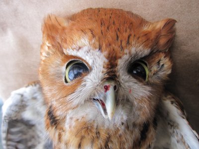 Red adult  Eastern Screech-Owl 01