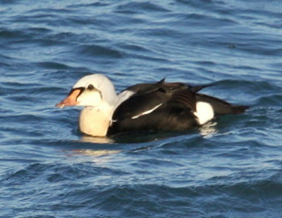 King Eider off Winthrop Mass beach 05