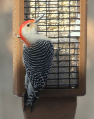 Red-bellied Woodpecker at backyard suet