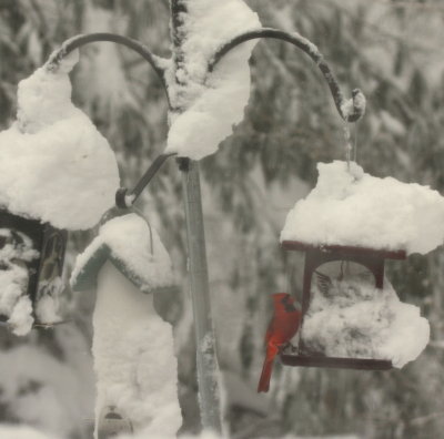 Northern Cardinal at snow covered feeders