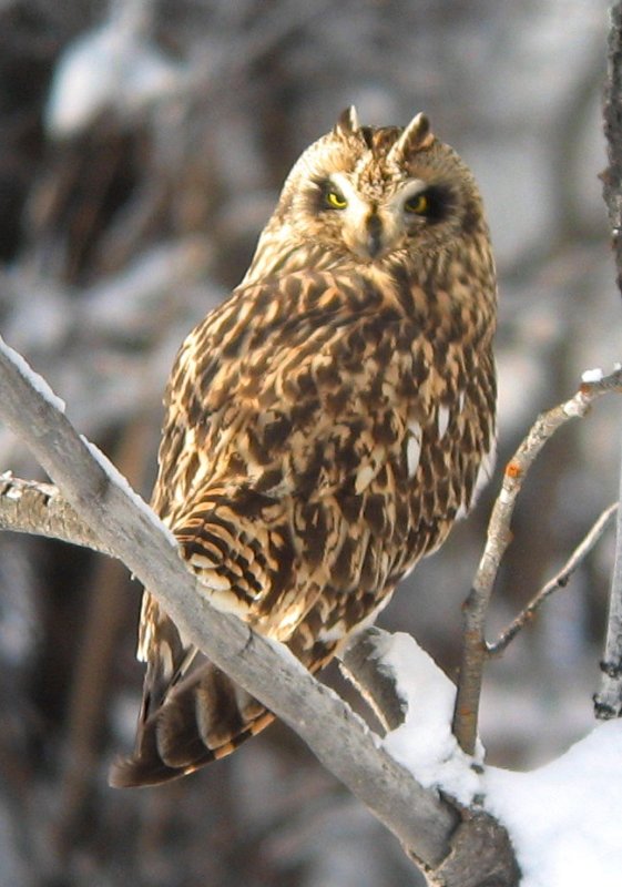 Short-eared Owl