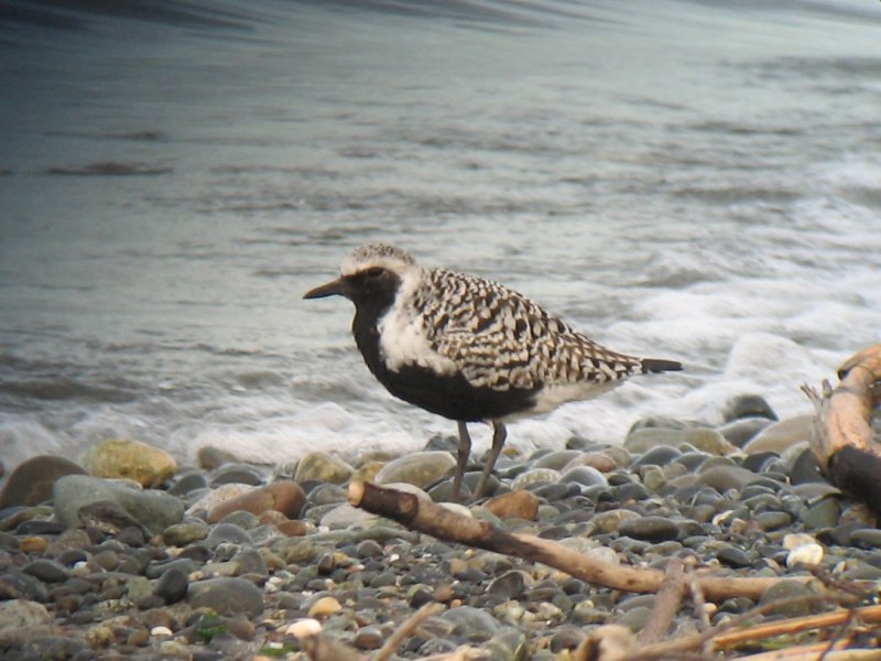 Black-belllied Plover2--Pt No Pt.bmp