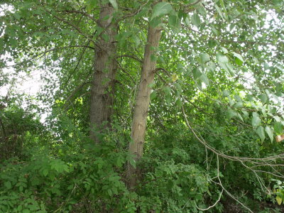 DSCF0173.jpg