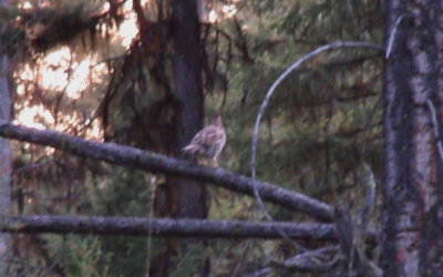 Ruffed Grouse--Highlands Sno-Park.jpg