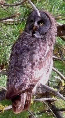 Great Gray Owl near Havilah