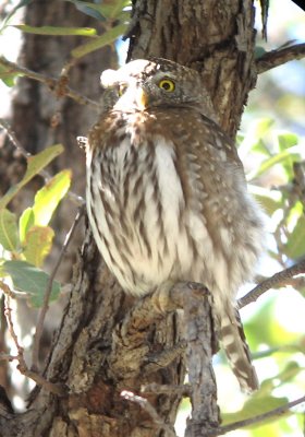Northern Pygmy Owl3--Madera Cyn  2-28-08.jpg