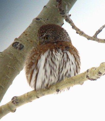 Northern Pygmy Owl3.jpg