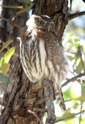 Pygmy Owl2--Madera Cyn--2-28-08.jpg