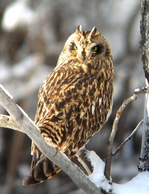 Short-eared Owl--Okanogan---1-2-09.jpg