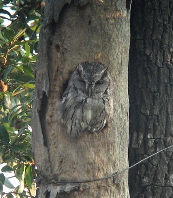 Eastern Screech Owl at Pharr.jpg