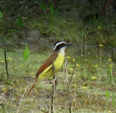 Great Kiskadee at Sabal Palm Sanctuary.jpg