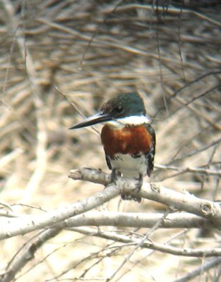 Green Kingfisher at Sabal Palm.jpg