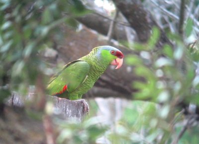 Red-crowned Parrot.jpg