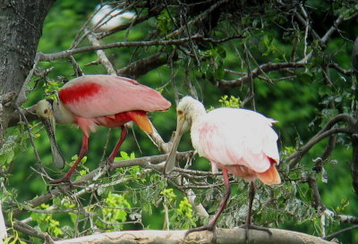 Roseate Spoonbills.jpg