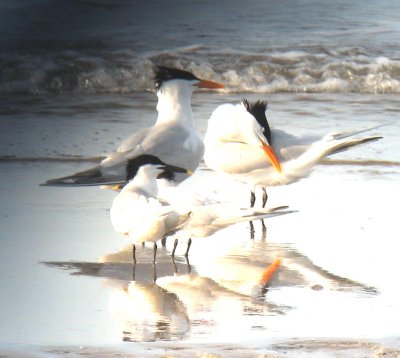 Royal and Sandwich Terns Bolivar 07.jpg