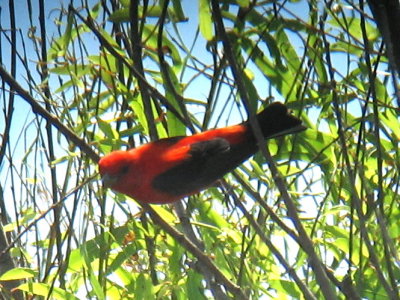 Scarlet Tanager2 HI 07.jpg