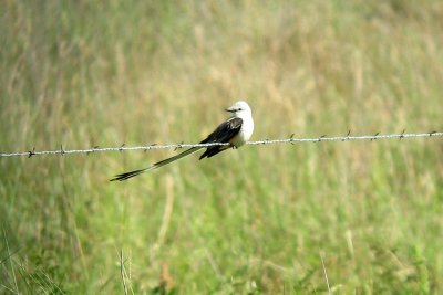 Scissor-tailed Fly near Anhuac.jpg