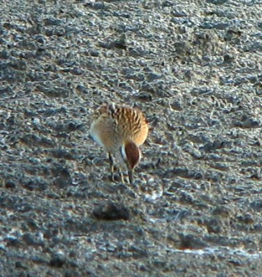 Sharp-tailed Sandpiper-08--Fernhill    Oct 20 08.jpg