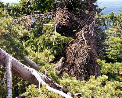 YNP2000G13.jpg