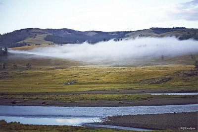 YNP-2.jpg