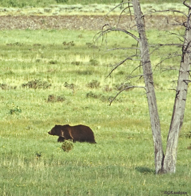YNP-00040604-2.jpg