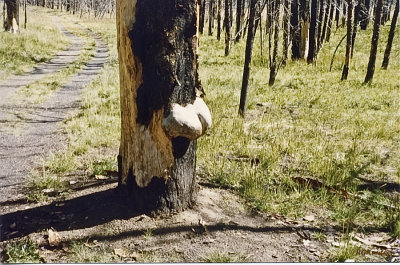 YNP.jpg