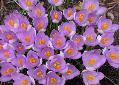 Crocus5x7crop.jpg