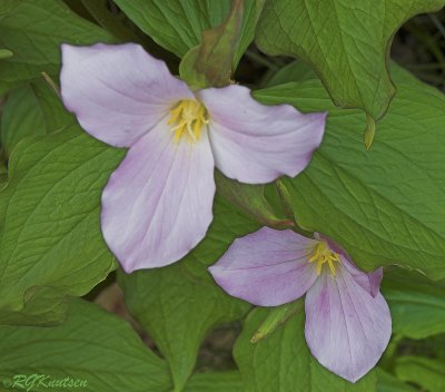 Trillium pair