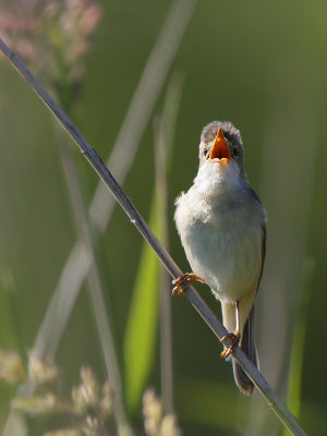 Marsh Warbler (Bosrietzanger)