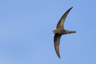 Common Swift (Gierzwaluw)