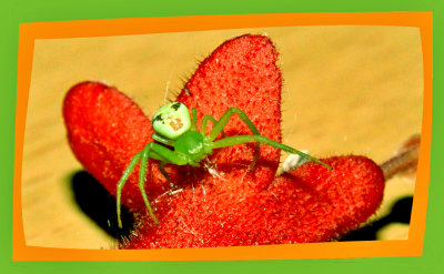 a red B spider.jpg