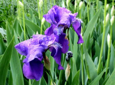 daring-irises.jpg