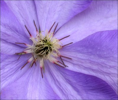 Clematis - Elsa Spath