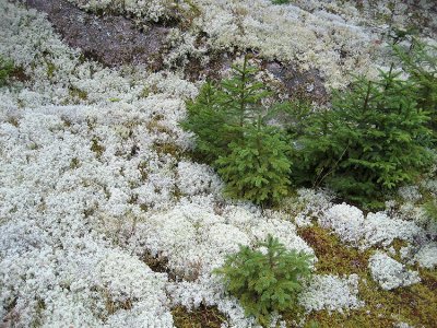 Little spruce and lichen